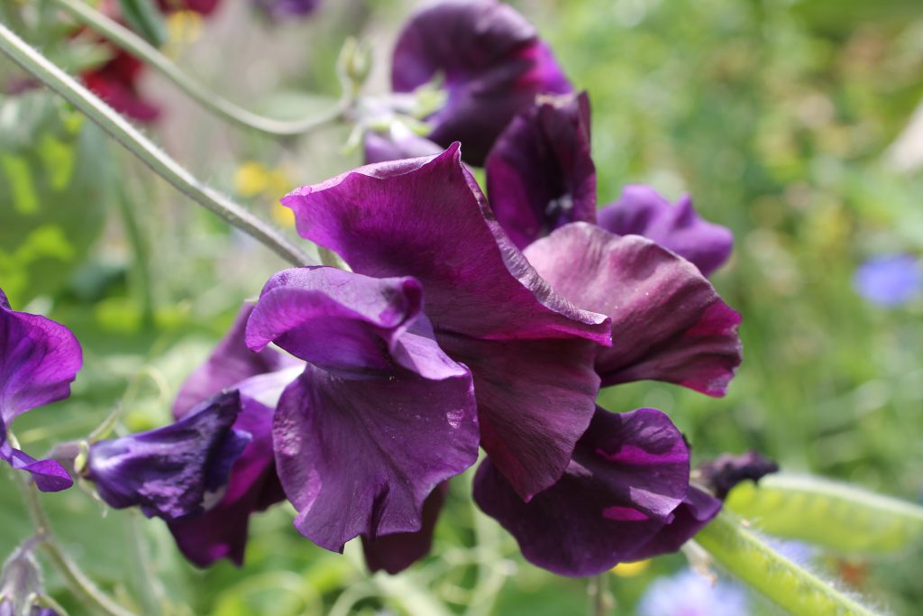 Garden Elf flowers and photography - sweet pea